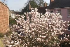 Magnolia