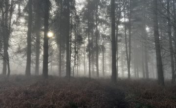 Navigating Bereavement: Embracing the Uncomfortable Journey