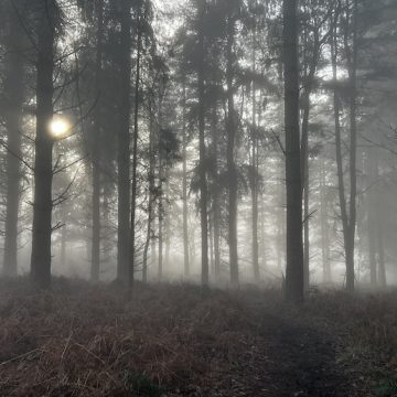 Trees