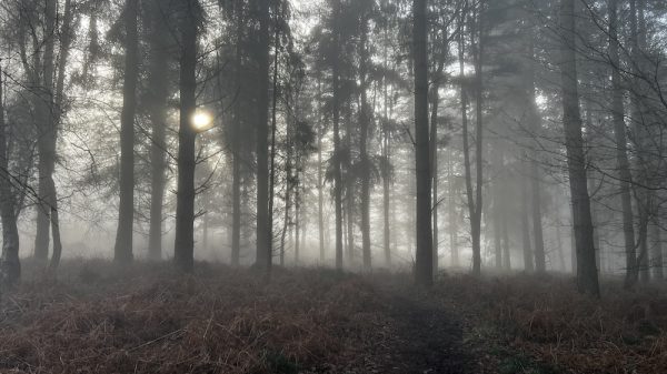 Trees