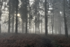 Trees