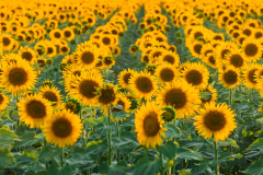Beautiful agricultural field of blooming yellow flowers of sunflower. Summer agricultural background. Source of sunflower cooking oil