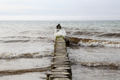 wooden post at the beach on the baltic sea near Ahrenshoop, Germany