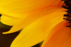 A sunflower with soft focus on the petals.
