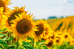 Sunflowers
