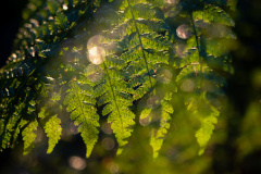 A fern, dappled with light, in an Englsh woodland