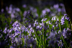 Bluebells growing in Sussex woodland, with a shallow depth of field