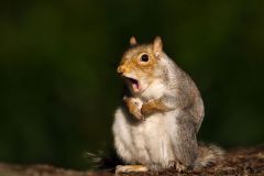 A squirrel sitting up looking cute