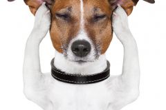 A dog with his paws over his ears