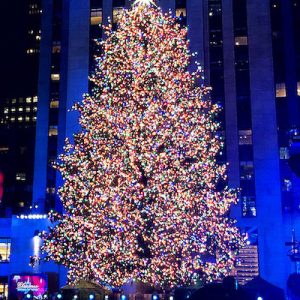   Top Christmas trees revealed