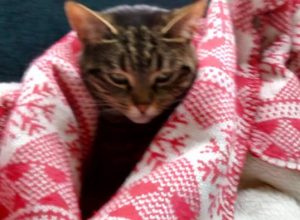   Cats: Cute Creatures or Spiritual Parables? (Ros’ Blog)