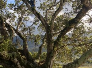   Jesus as You’ve Never Thought of Him Before (Ros’ Blog)