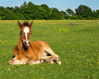 Bay foal laying in field