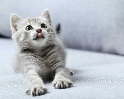 Grey kitten  on sofa
