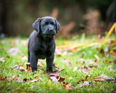 Labrador puppy playing outside