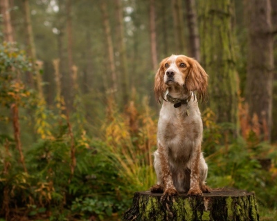 Cocker Spaniel in Woodland