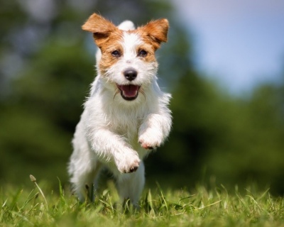 Jack Russel Terrier dog running in fields