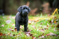 Black labrador puppy